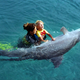 Illustration for article titled No, dolphins are not your therapists. So just stop it.